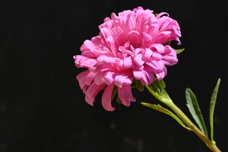 pink chrysanthemum on a black background close upの写真素材