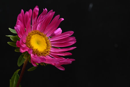 Pink aster on a black background, close-up, studio shotの写真素材
