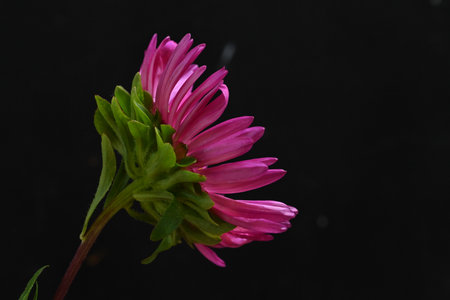 pink aster flower on a black background close-up macro photographyの写真素材