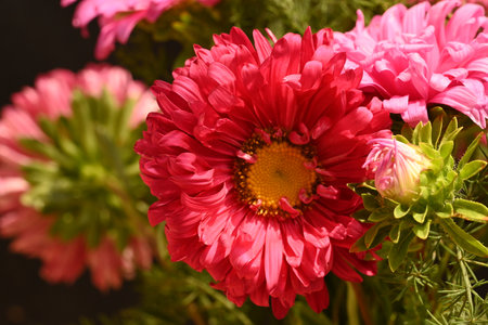 pink aster flowers on a black background, closeup of photoの写真素材