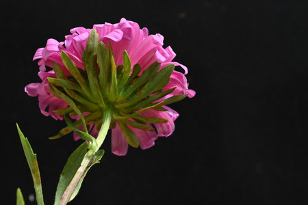Pink aster flower on a black background close-up with copy spaceの写真素材