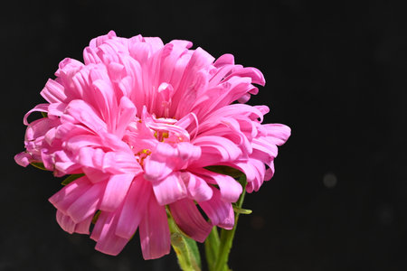 pink aster flower isolated on black background, closeup of photoの写真素材