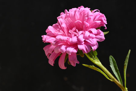 pink aster on a black background close-up with space for textの写真素材