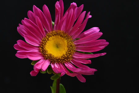 pink chrysanthemum on a black background close upの写真素材