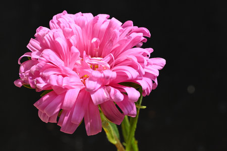 Pink aster flower isolated on black background, closeup of photo.の写真素材