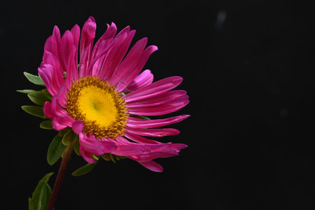 Pink chrysanthemum on a black background close-upの写真素材