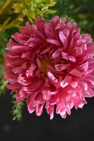 Pink chrysanthemum on black background, closeup of photoの写真素材