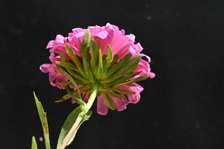 Pink aster on a black background. Close-up, selective focus.の写真素材