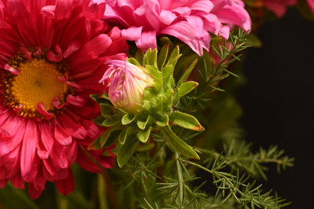 Bouquet of pink chrysanthemums on a black backgroundの写真素材