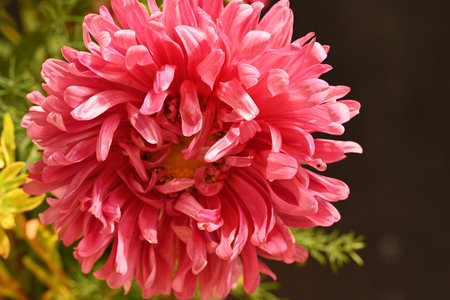 Pink chrysanthemum on black background, closeup of photoの写真素材