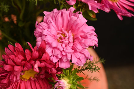 Beautiful pink chrysanthemum flowers in the vaseの写真素材