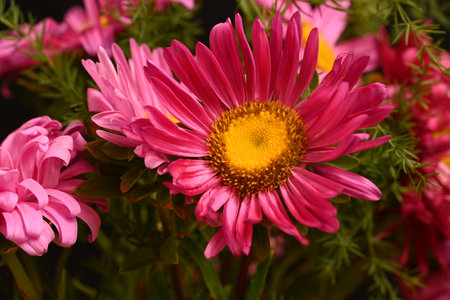 beautiful bouquet of pink chrysanthemums close upの写真素材