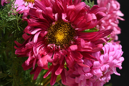 Pink chrysanthemum flowers on a black background close-upの写真素材