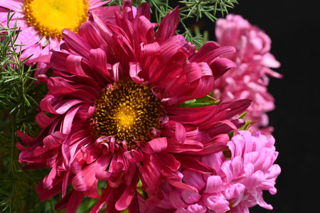 Bouquet of pink chrysanthemums on a black backgroundの写真素材