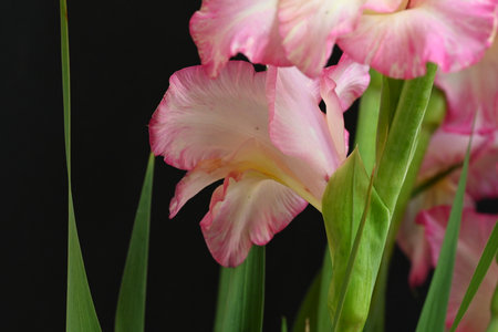 Beautiful gladiolus flower on black background, close-upの写真素材