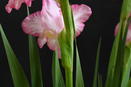 Beautiful gladiolus on black background, close-up.の写真素材
