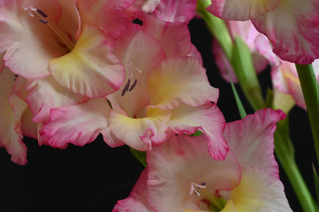Beautiful gladiolus flowers on a black background close-upの写真素材