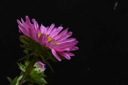Aster flower on a black background, close-up, macroの写真素材