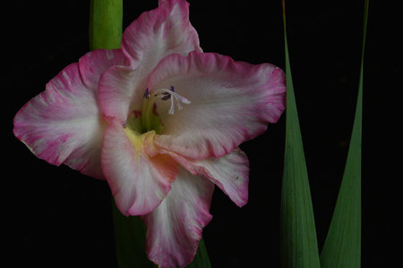 Gladiolus, gladiolus in the garden on a black backgroundの写真素材