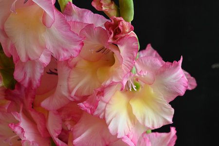 Beautiful gladiolus flower on black background, close-upの写真素材