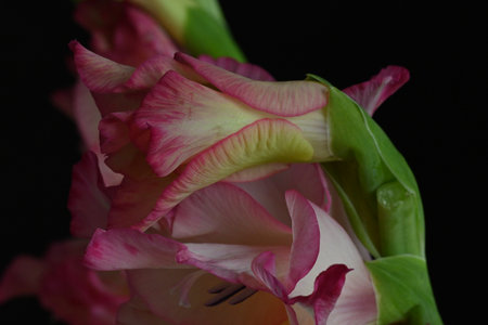 Beautiful gladiolus flower on black background, close-upの写真素材