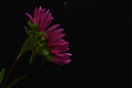 pink aster flower on a black background with copy space for textの写真素材