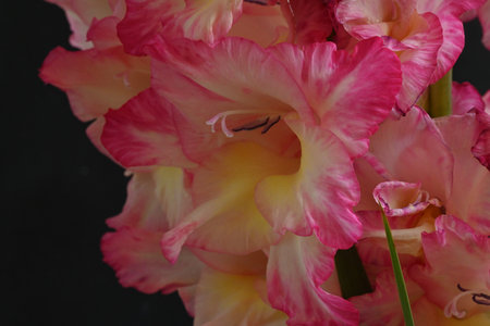 Beautiful gladiolus flower on black background, close-upの写真素材