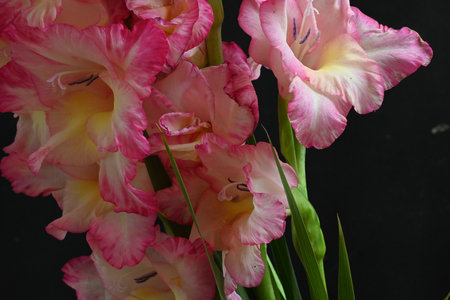 Bouquet of gladiolus on black background, close upの写真素材