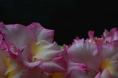 Beautiful gladiolus flowers on black background, close-upの写真素材