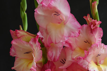 Beautiful gladiolus flowers on a black background close-upの写真素材