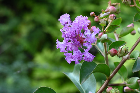 Lagerstroemia speciosa, Queen's crape myrtleの写真素材
