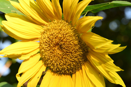 Sunflower blooming in the garden, close up of yellow flowerの写真素材