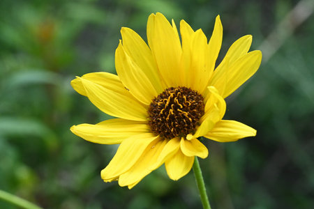Yellow flower in the garden on a background of green grass, close-upの写真素材