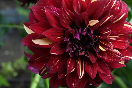 Dahlia flower in the garden, closeup of a flowerの写真素材