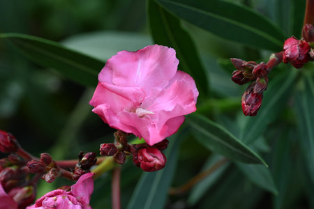 pink oleander flowers blooming in the garden in summerの写真素材