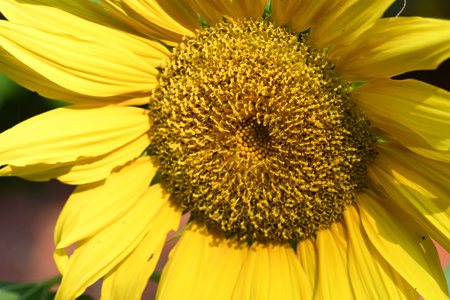Close up of sunflower in the field. Shallow depth of field.の写真素材