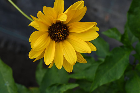 Yellow flower in the garden. Macro photography. Selective focus.の写真素材