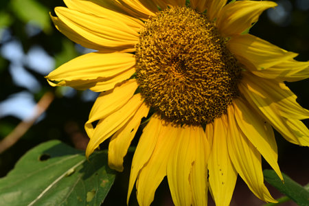 Close up of a sunflower with green leaves in the background.の写真素材