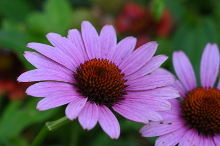 Purple coneflower (echinacea purpurea)の写真素材