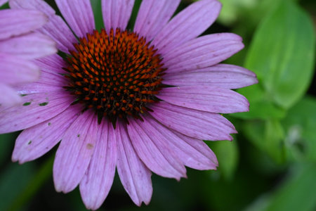 Purple coneflower, Echinacea purpurea, close upの写真素材