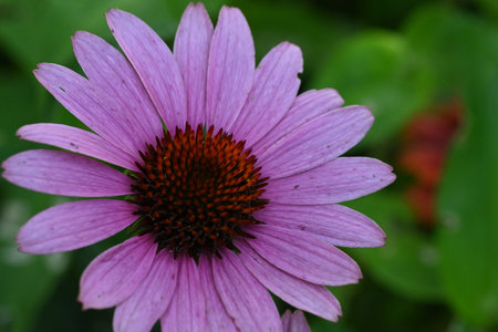 Echinacea purpurea, purple coneflower in the gardenの写真素材
