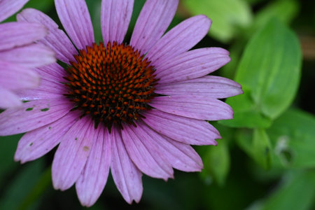 Echinacea purpurea is a perennial herbaceous plant.の写真素材