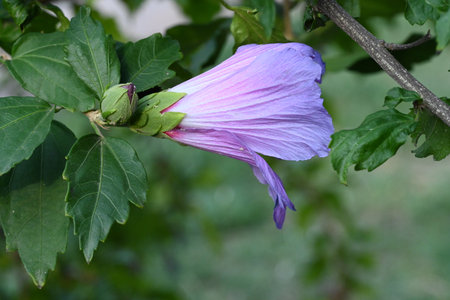 Purple hibiscus flower with green leaves in the gardenの写真素材