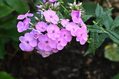 Phlox paniculata, commonly known as the garden phlox.の写真素材