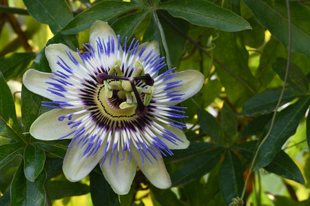 Passion flower (Passiflora caerulea)の写真素材