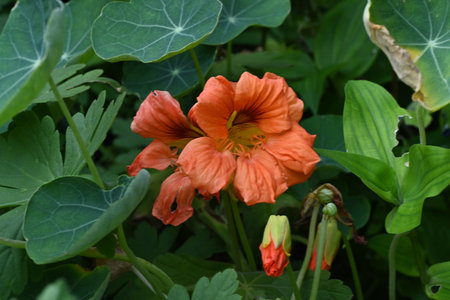 Orange nasturtium flower with green leaves in the garden.の写真素材
