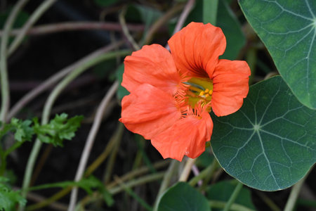 Orange nasturtium flower with green leaves, closeup of photoの写真素材
