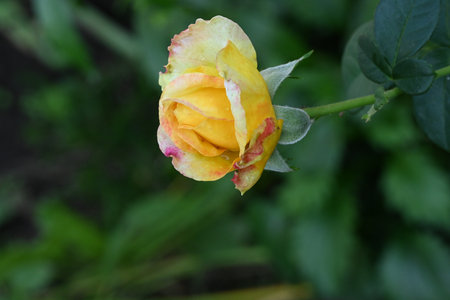 Yellow rose with water drops on the petals in the garden.の写真素材