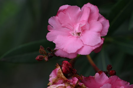 Pink oleander flower in the garden, closeup of photoの写真素材