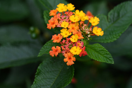 Lantana camara is a species of flowering plant in the family Lantanaaceae.の写真素材